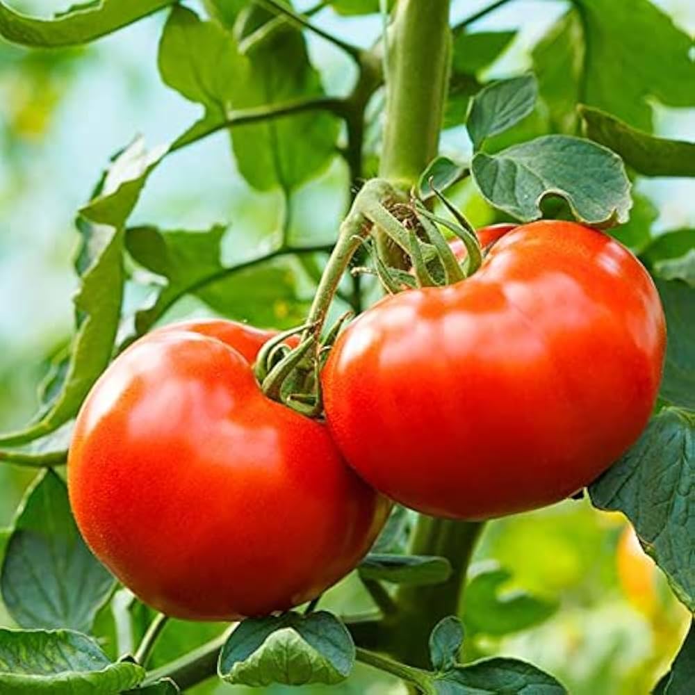 Heirloom large tomato seeds for planting