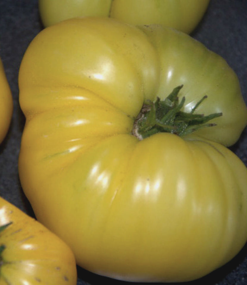 Heirloom Light Yellow Tomato seeds for backyard gardens