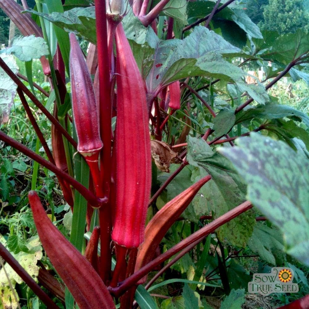 Heirloom Maroon Red Okra seeds ideal for warm-season planting