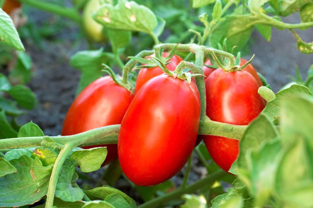 Heirloom Mexican Tomato seeds for home gardens