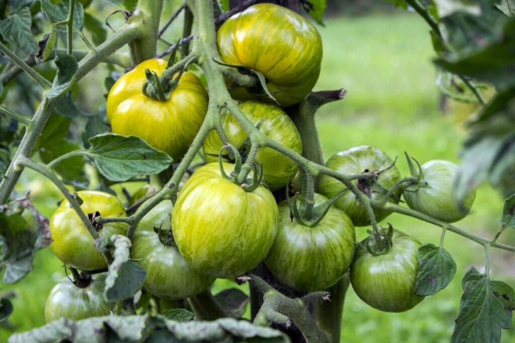 Heirloom Green & Yellow tomato seeds ideal for gourmet home gardens
