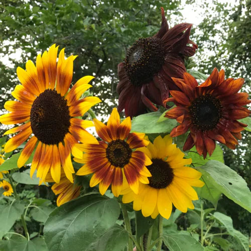 Heirloom Mixed Columbine Variety Seeds for Vibrant Blooms