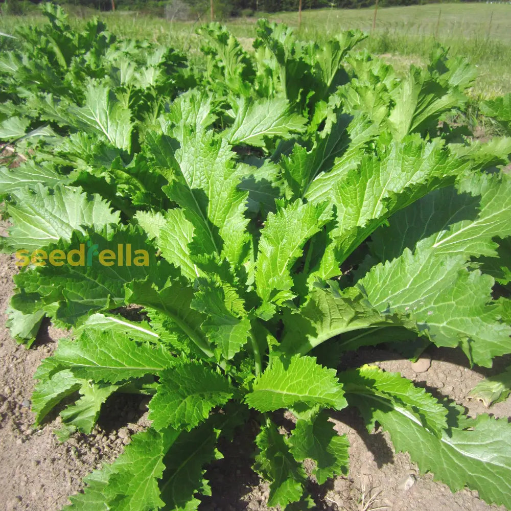 Heirloom mustard seeds for planting