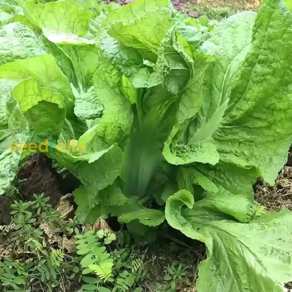 Heirloom Mustard Vegetable Seeds For Planting Seeds