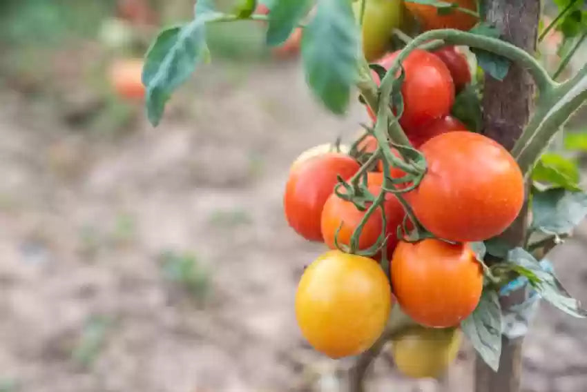 Heirloom Orange Tomato seeds ideal for backyard gardens