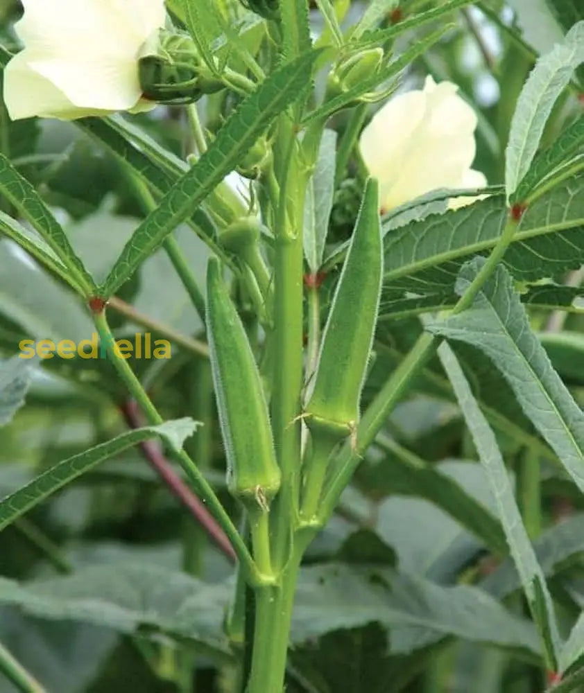 Heirloom Orka Okra vegetable seeds for garden planting