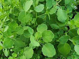 Heirloom Papalo seeds growing in organic home garden