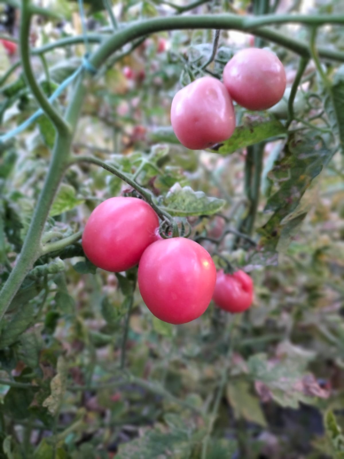 Heirloom Pink Tomato seeds ideal for backyard gardens