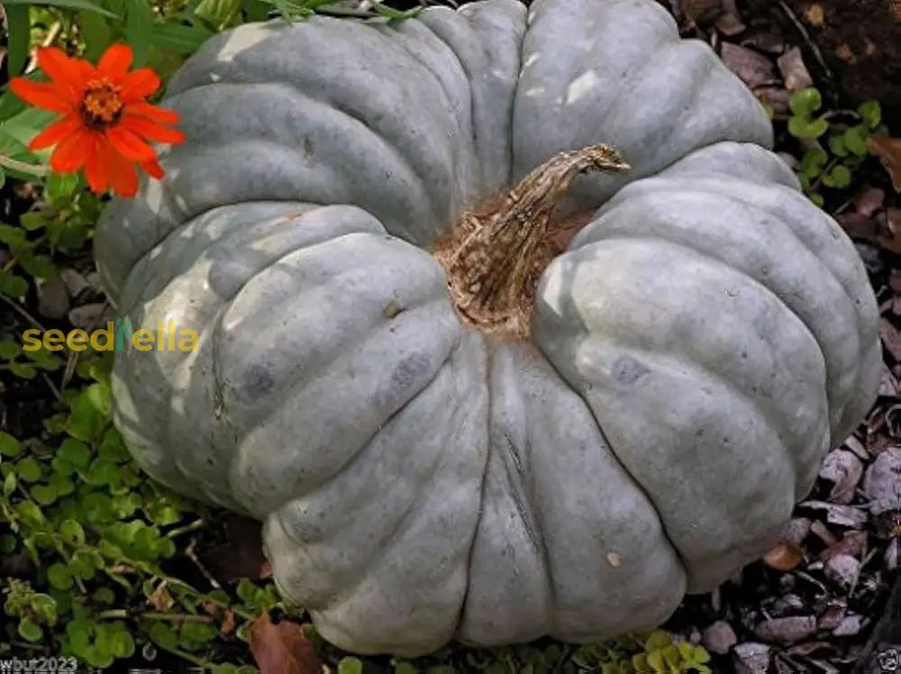 Heirloom pumpkin seeds Gray Triamble variety with strong germination