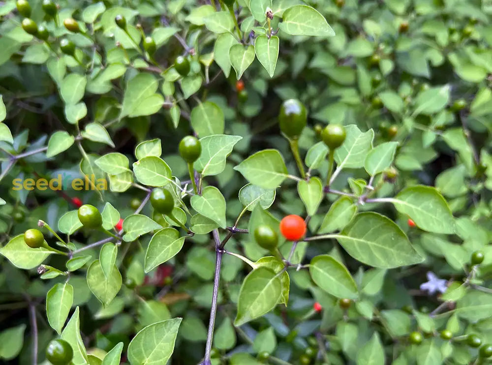 Heirloom Red Pequin pepper variety