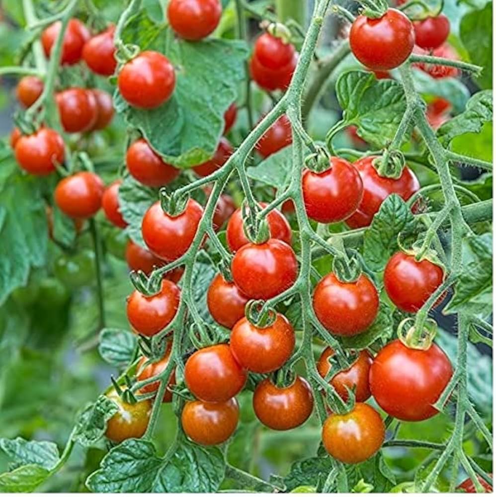 Heirloom Red Tomato seeds ideal for backyard and container gardens