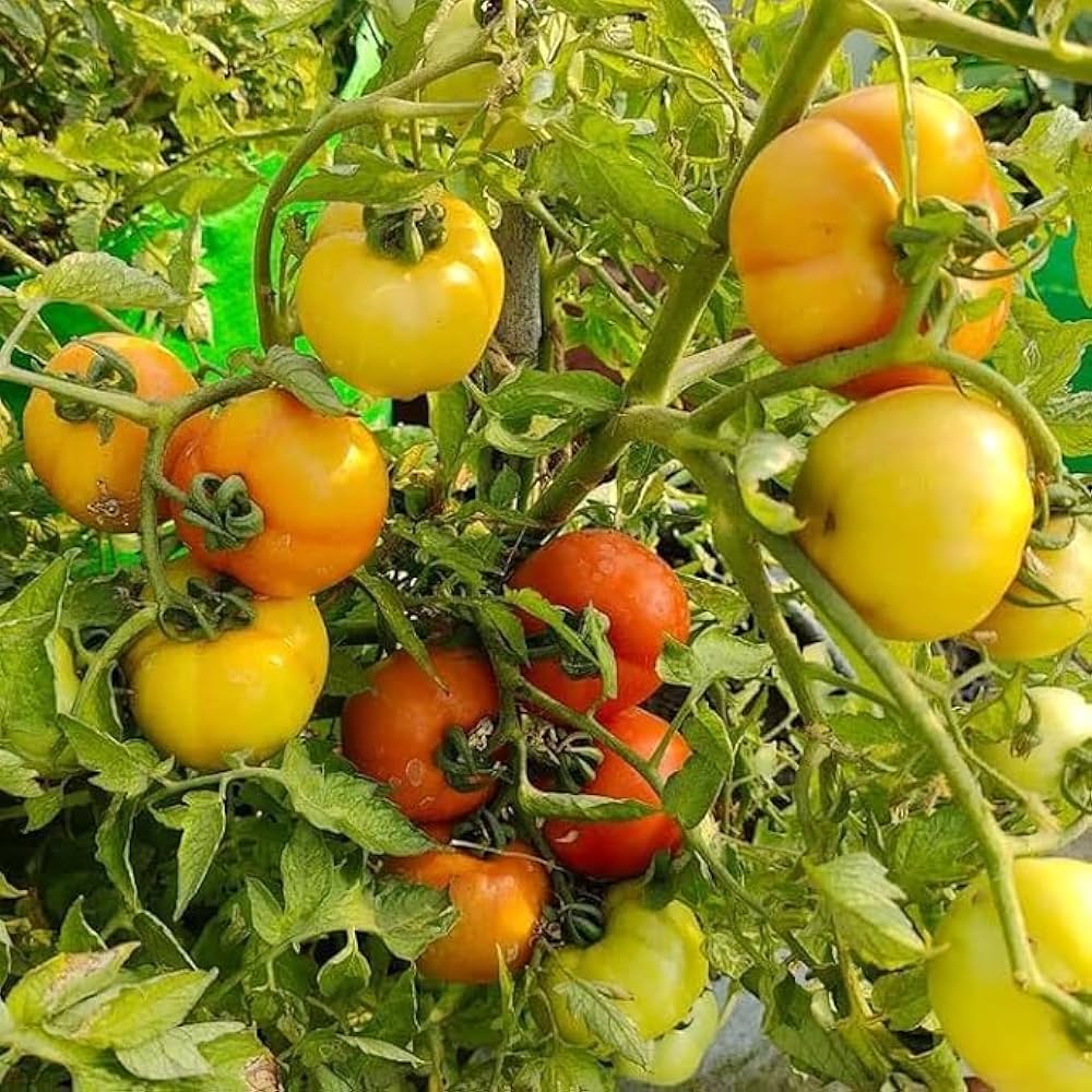 Heirloom Red and Yellow Tomato seeds ideal for backyard gardens