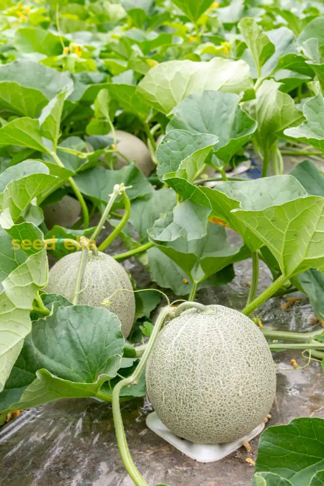 Heirloom Rocky Ford Melon Seeds Easy Growing