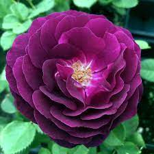 Heirloom Rose Seeds Dark Violet Variety for Planting