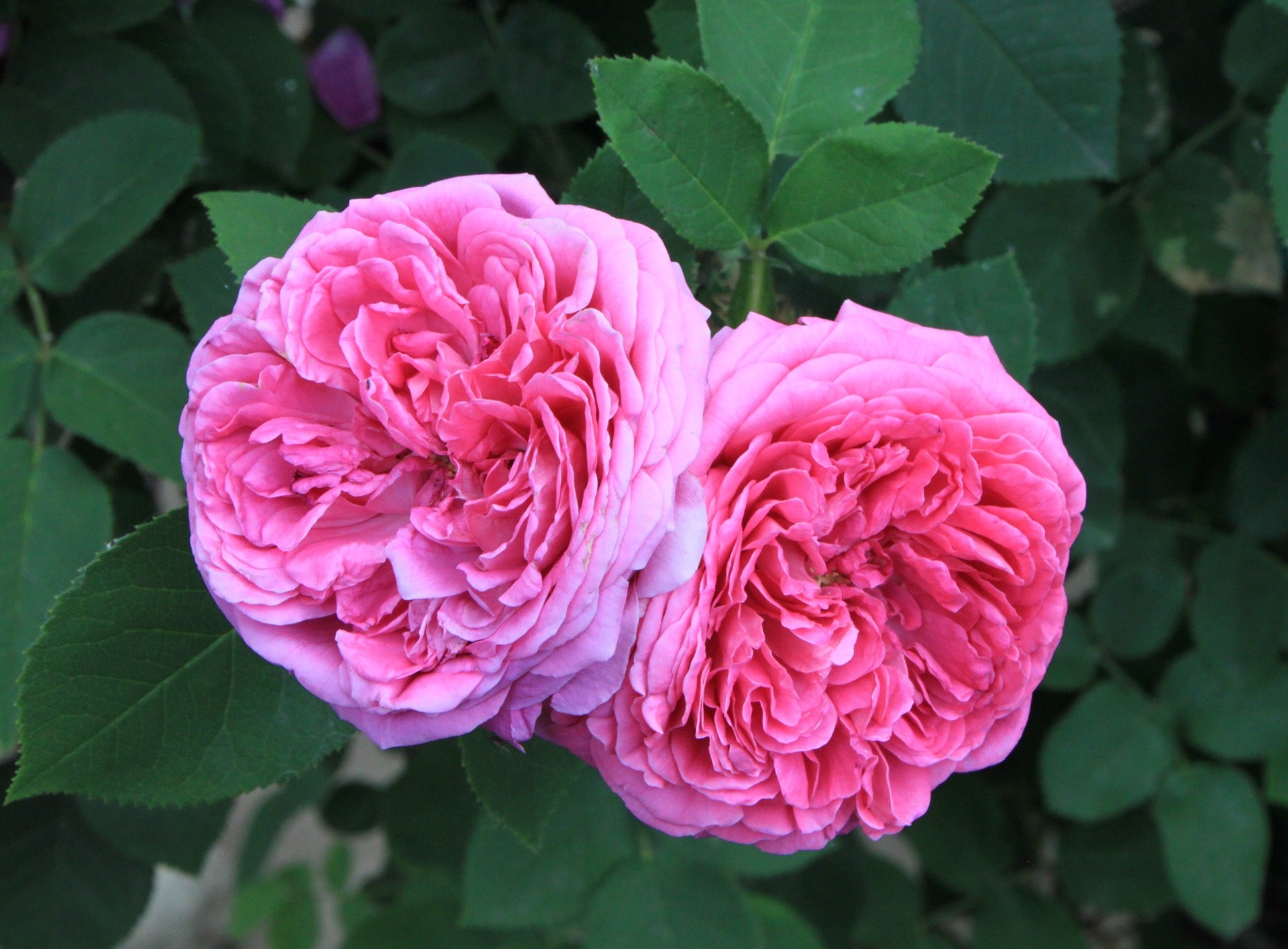 Damask Rose seeds for trellises and garden beds
