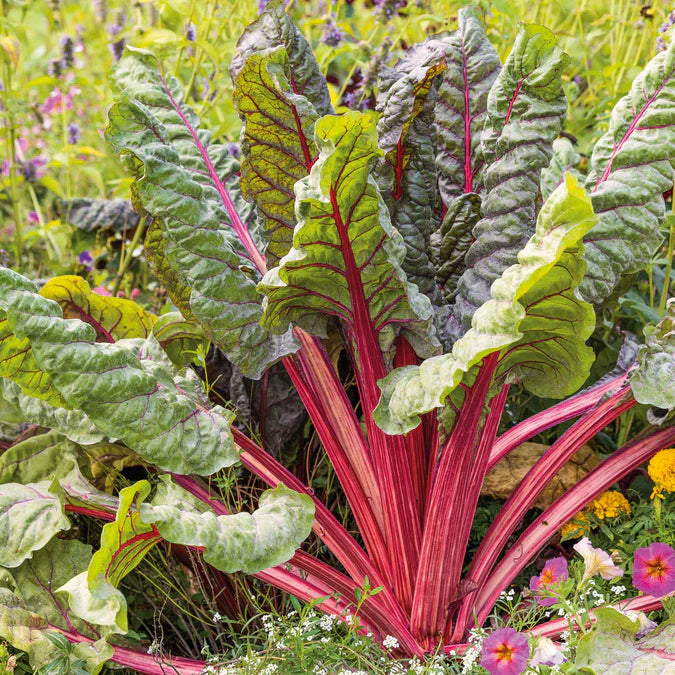 Ruby Vegetable Red Swiss Ruby Seeds for Planting – Easy Growing Swiss Chard Garden Seeds
