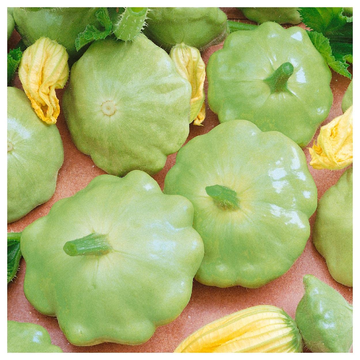 Heirloom scallop squash seeds for home gardens
