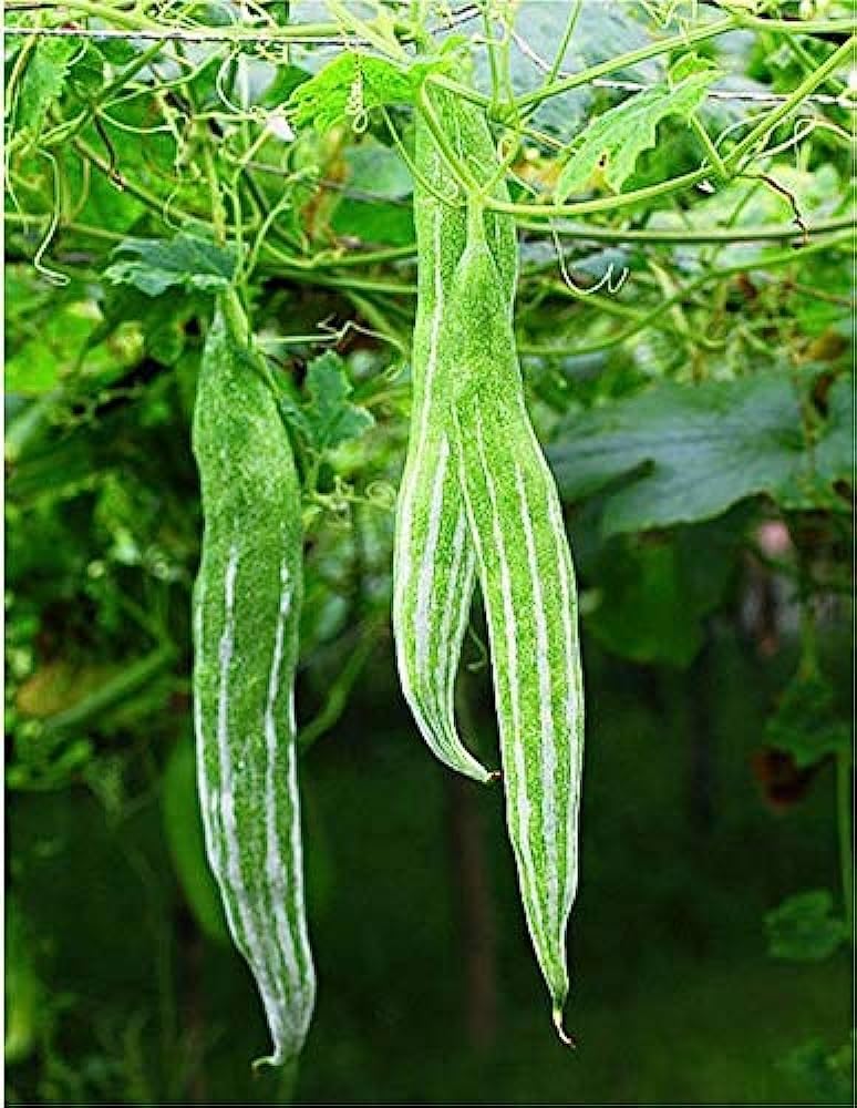 Heirloom serpentgourd seeds for home gardens