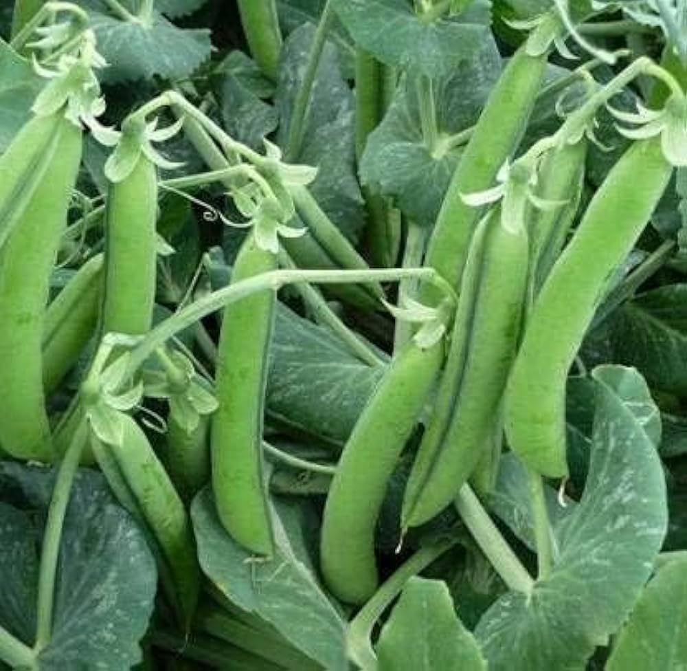 Heirloom snap pea seeds for easy planting
