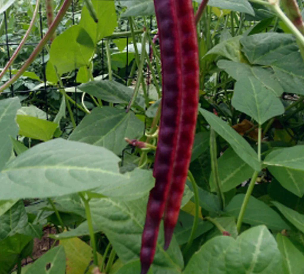 Heirloom Violet Bean seeds for gardeners