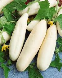 Heirloom White Wonder cucumbers freshly harvested