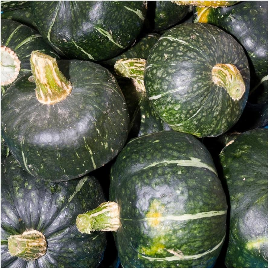 Heirloom winter squash seeds for home gardens