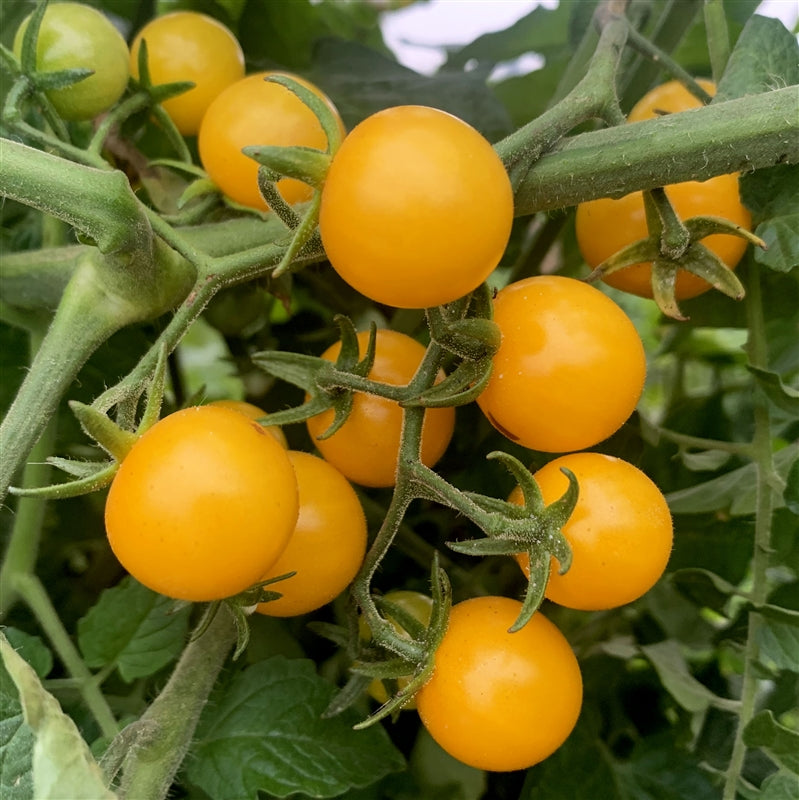Sweet heirloom yellow cherry tomatoes on vine