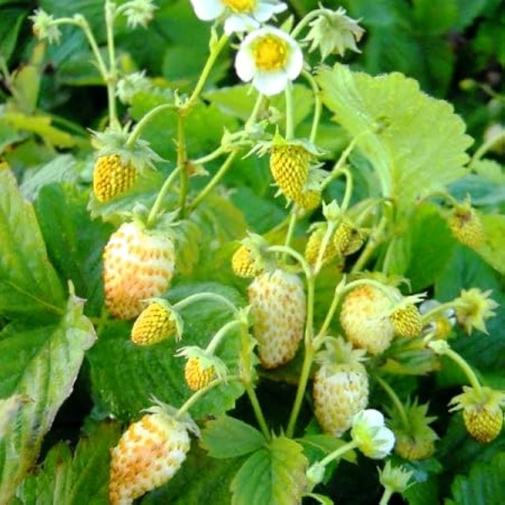 Heirloom Yellow Strawberry Seeds – Fragaria vesca Non-GMO Variety