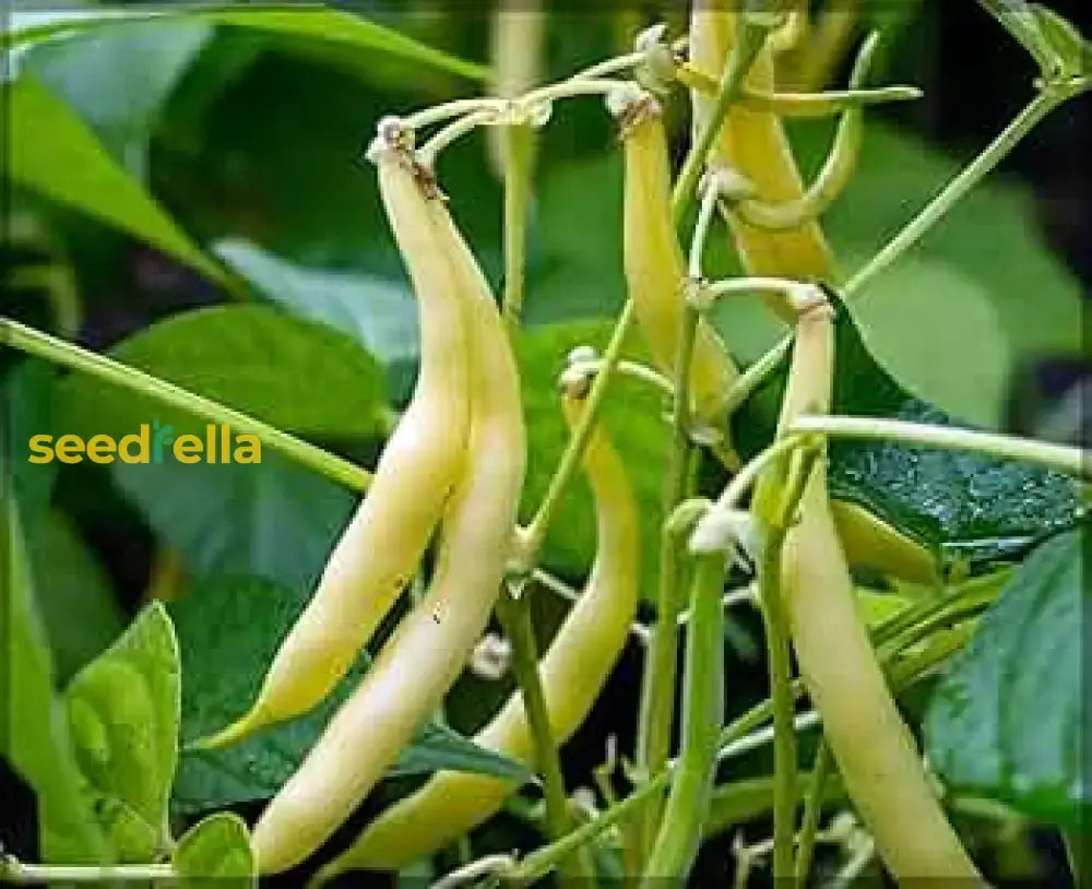 Heirloom Yellow Wax Bean Seeds For Planting  Grow Delicious Beans Vegetable Seeds