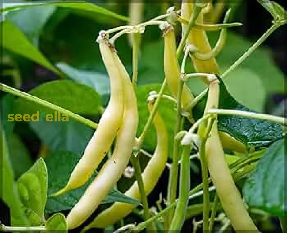 Heirloom Yellow Wax Bean Seeds For Planting  Grow Delicious Beans Vegetable Seeds