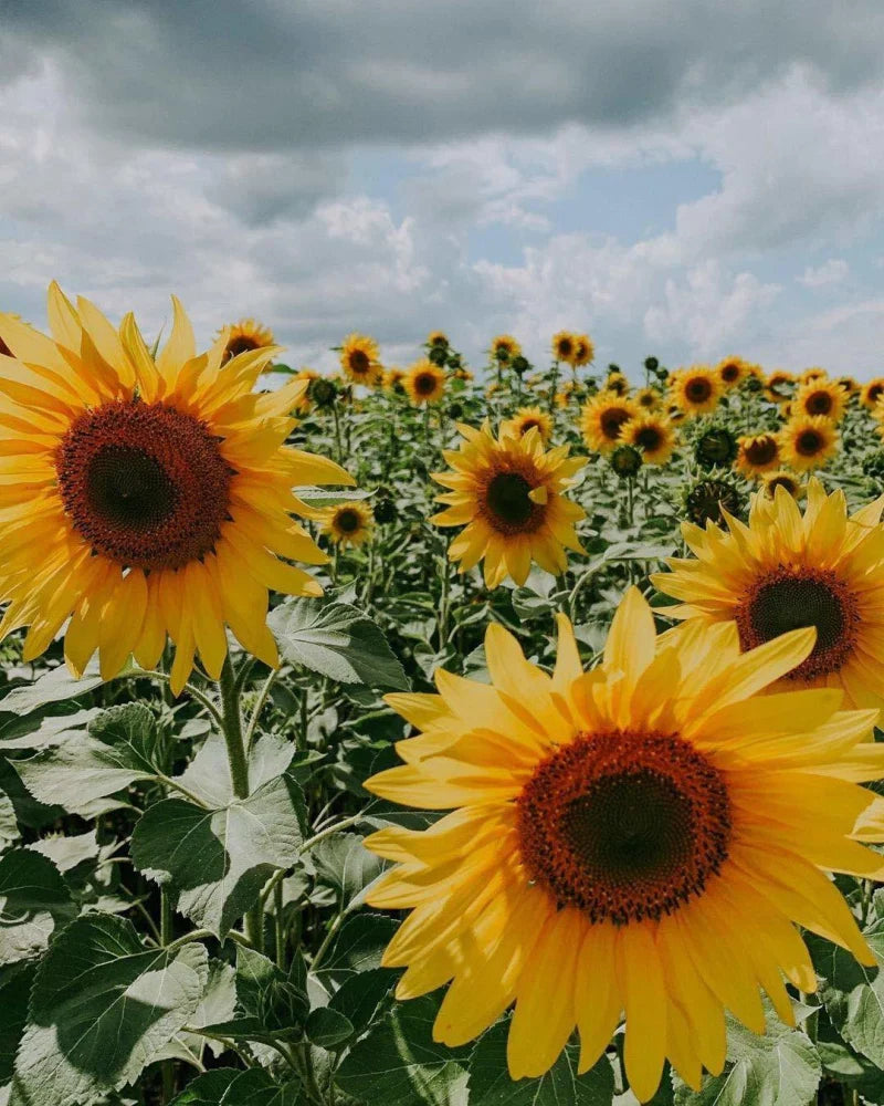 Young Helianthus Seedlings Growing from Seeds