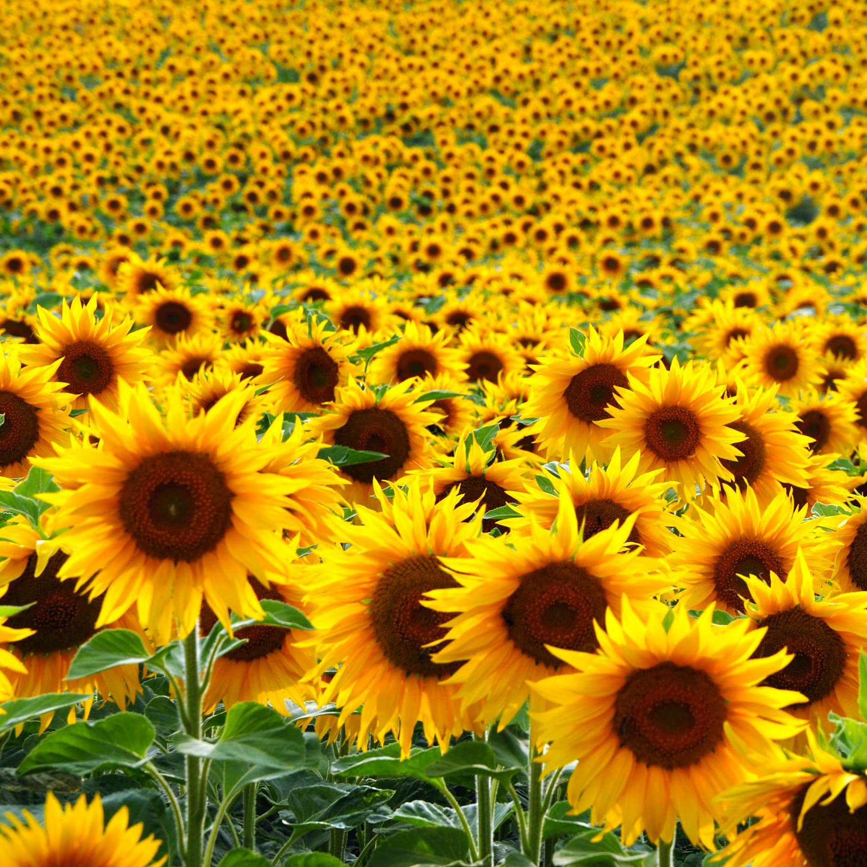 Yellow Helianthus Flowers in a Sunny Garden