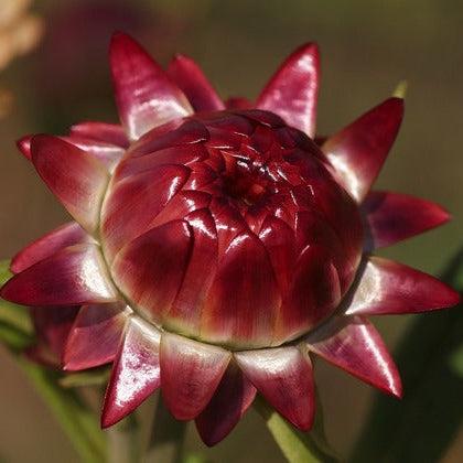 Red Helichrysum Italicum Flower seeds for Planting - Low Maintenance, Heirloom & GMO Free Seeds for Home Garden
 
 Sale for planting in home garden