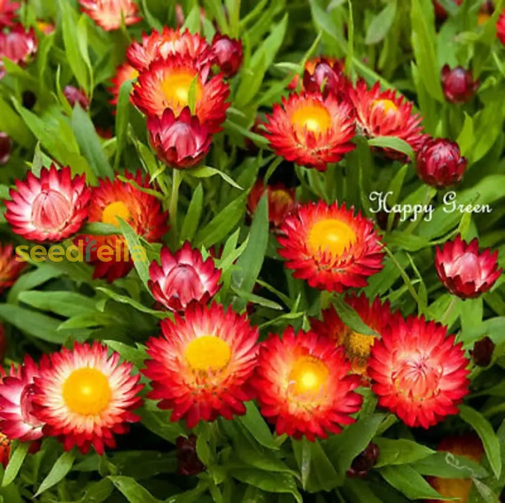 Helichrysum Red Bracteatum Flower Seeds For Planting  Vibrant Annuals