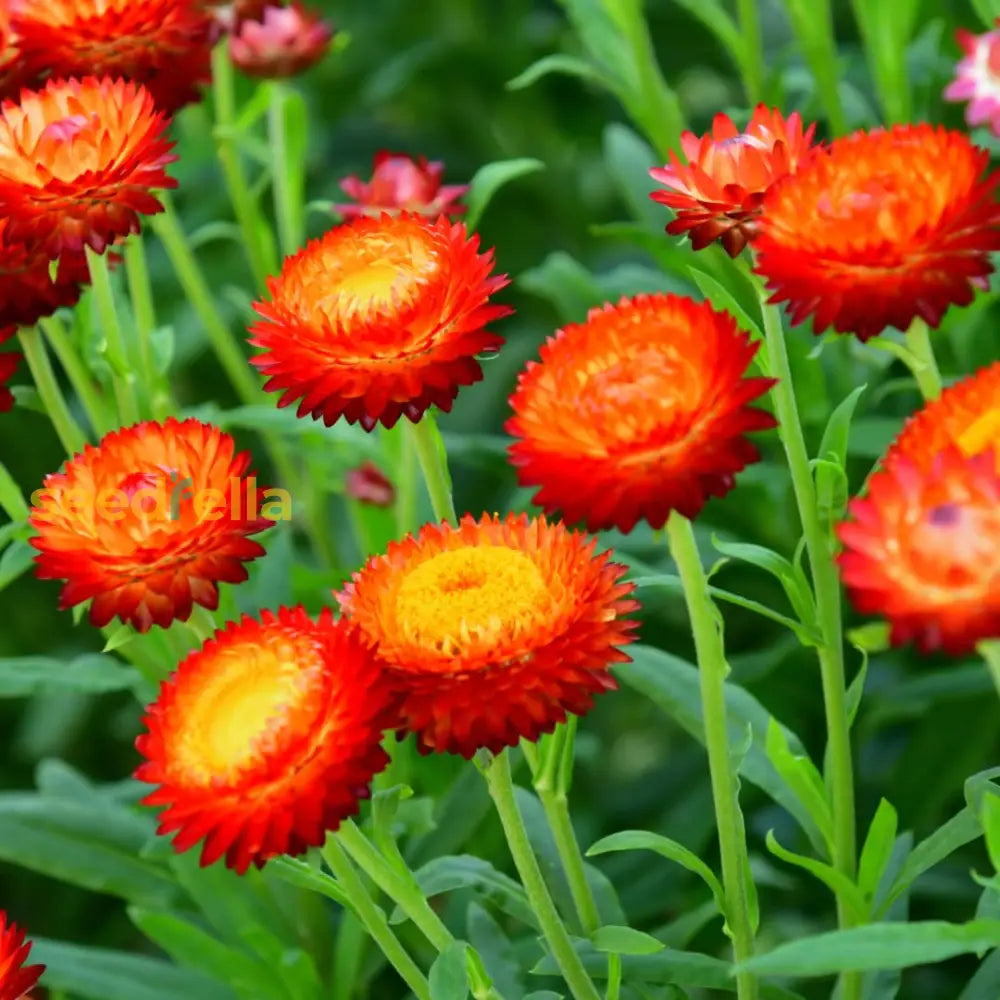 Helichrysum Red Bracteatum Flower Seeds For Planting  Vibrant Annuals