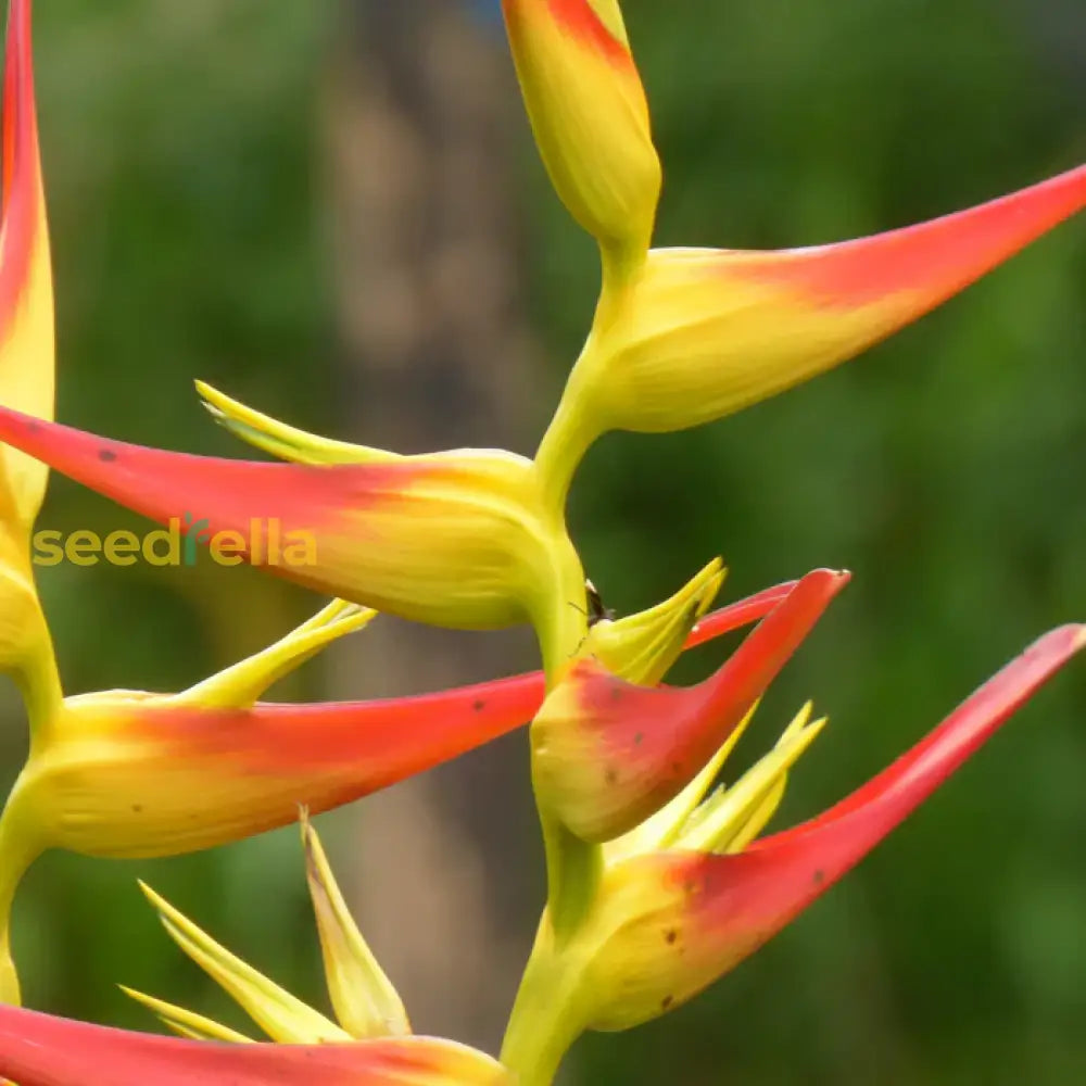 Heliconia Wagneriana Seeds For Tropical Planting  Vibrant Exotic Blooms Plant Seeds