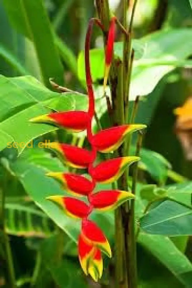 Heliconia Wagneriana Seeds For Tropical Planting  Vibrant Exotic Blooms Plant Seeds