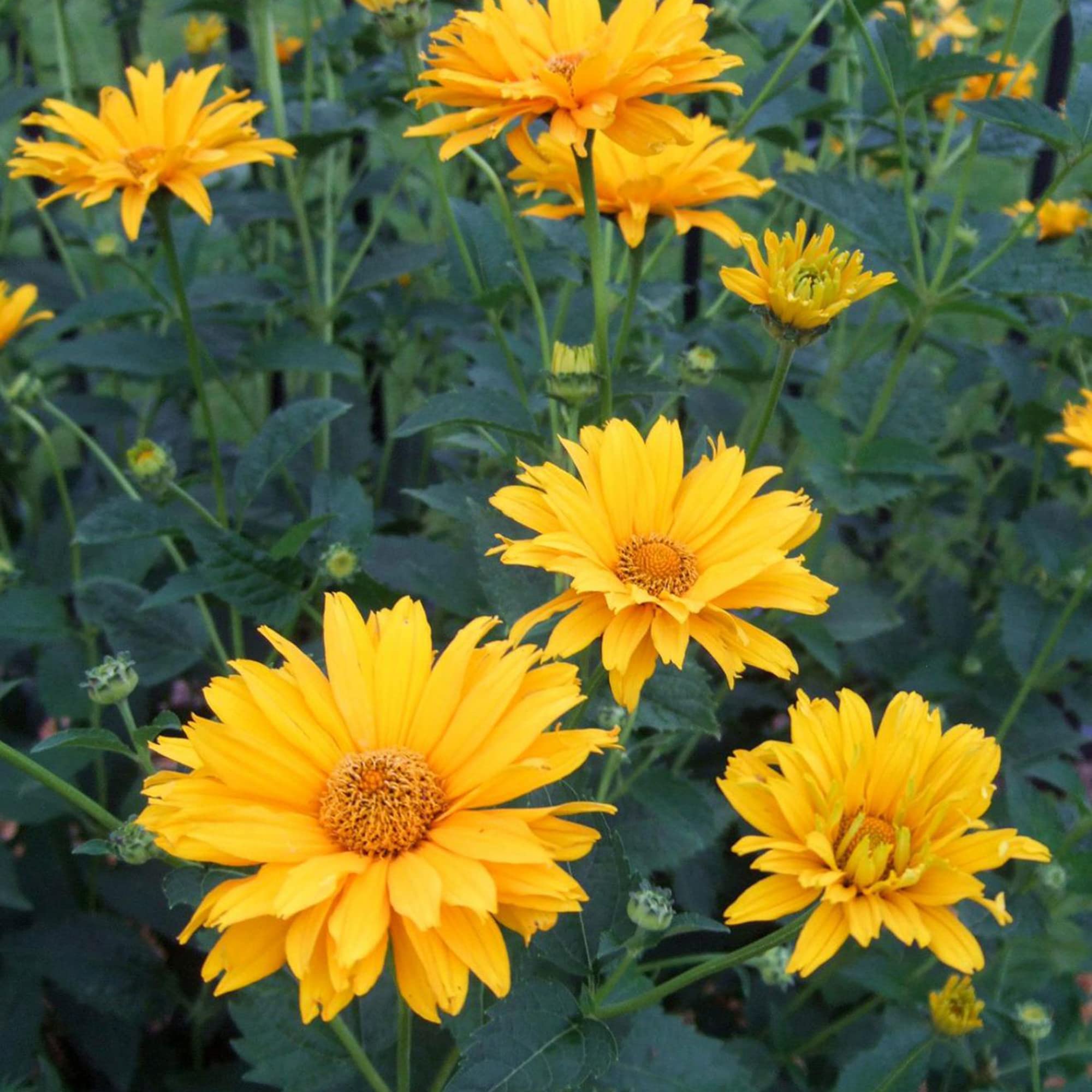 Yellow Heliopsis flowers along garden borders