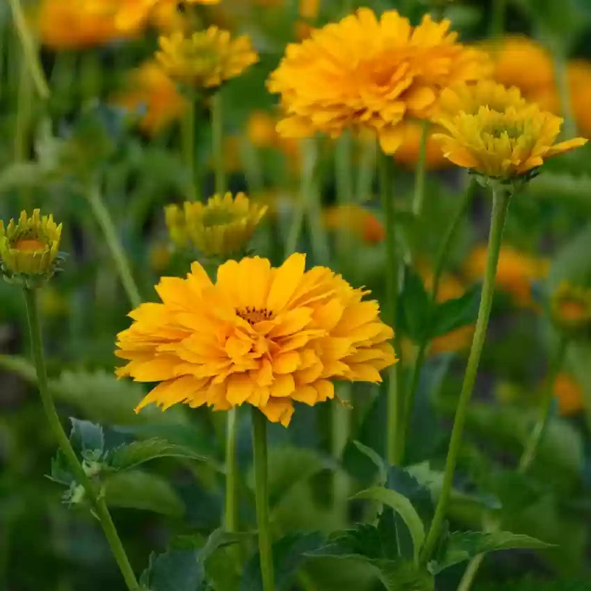 Heliopsis plant growing in full sunlight