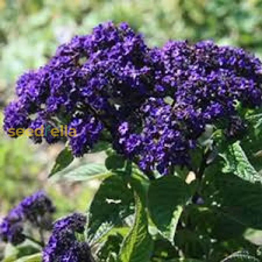 Heliotrope Blue Flower Seeds For Planting | Beautiful Fragrant Blooms