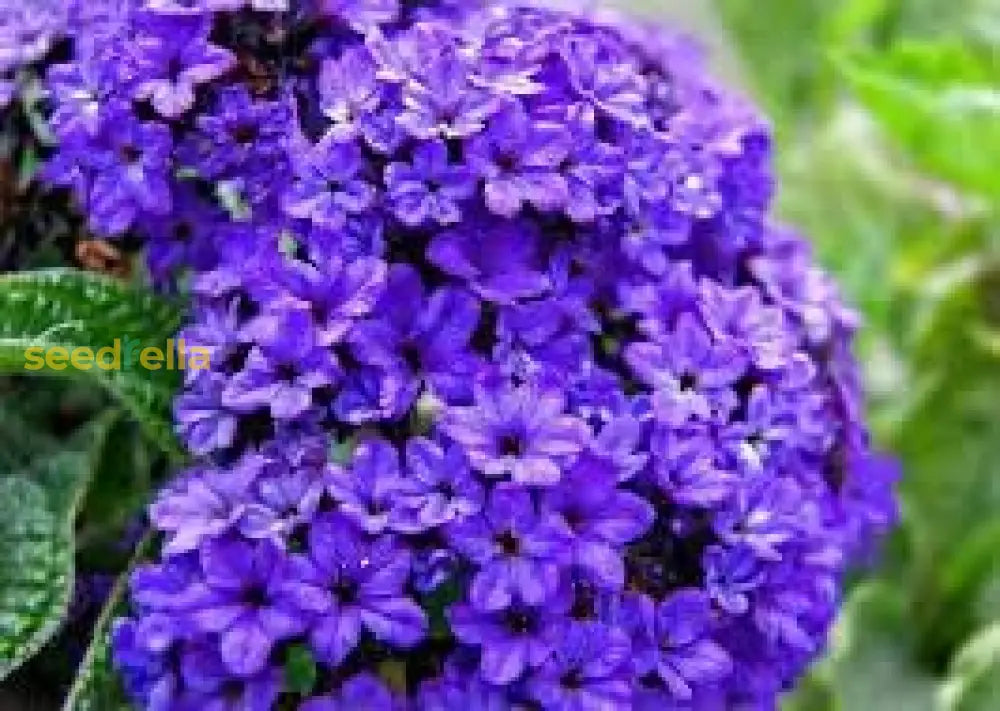 Heliotrope Blue Flower Seeds For Planting | Beautiful Fragrant Blooms