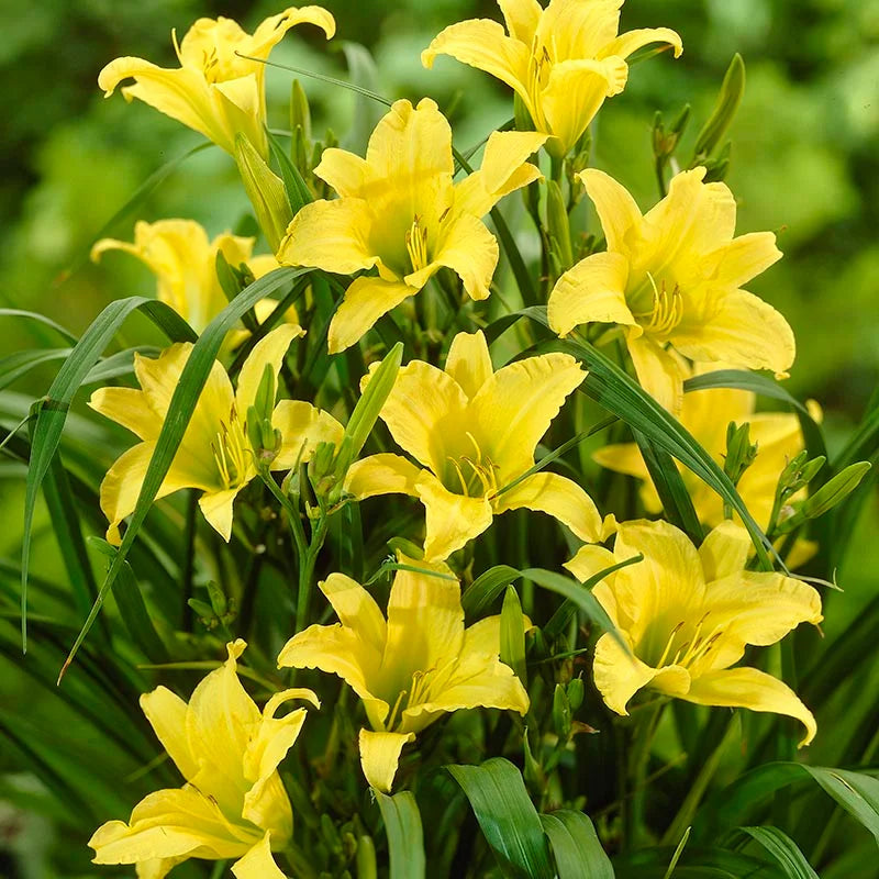 Daylily (Daylily Flower) seeds for planting in home garden