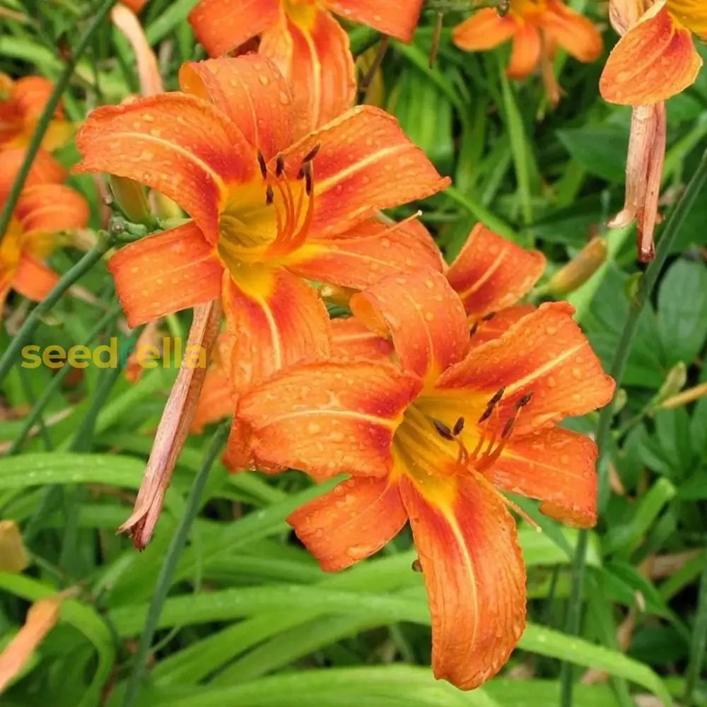 Hemerocallis Orange Seeds  Easy Planting For Stunning Blooms Flower