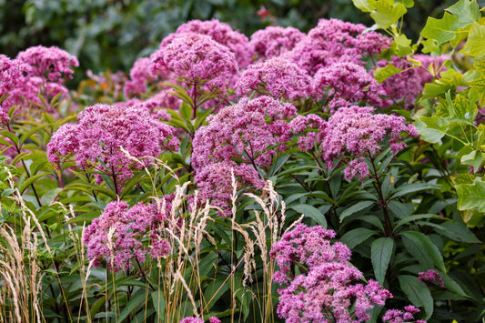 Packet of Hemp Agrimony flower seeds for planting