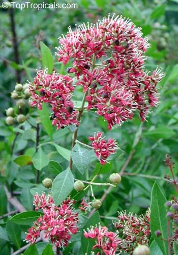 Henna flowering shrub seeds