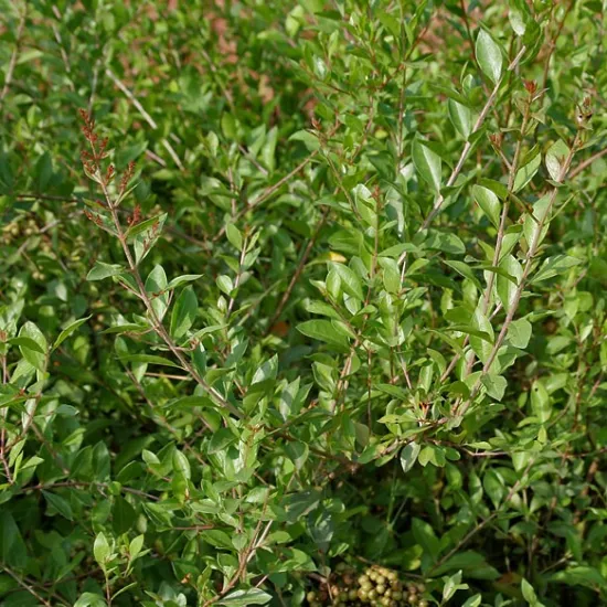 Henna seeds Lawsonia inermis ornamental shrub