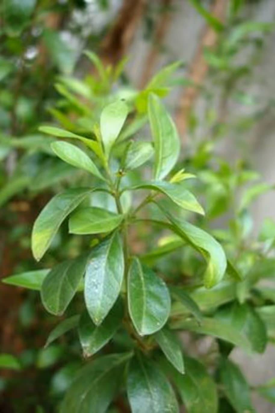 Henna seeds planting and germination guide