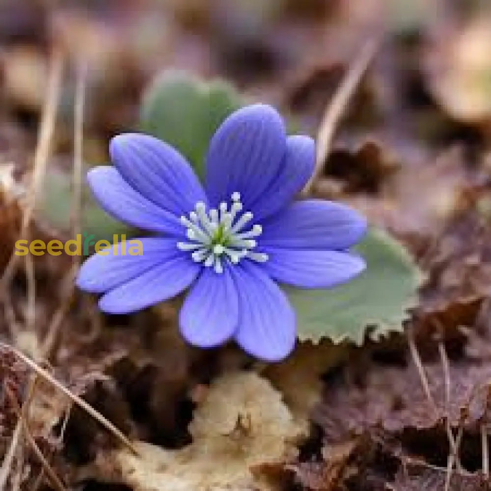 Hepatica Blue Flower Seeds For Planting - Premium Collection