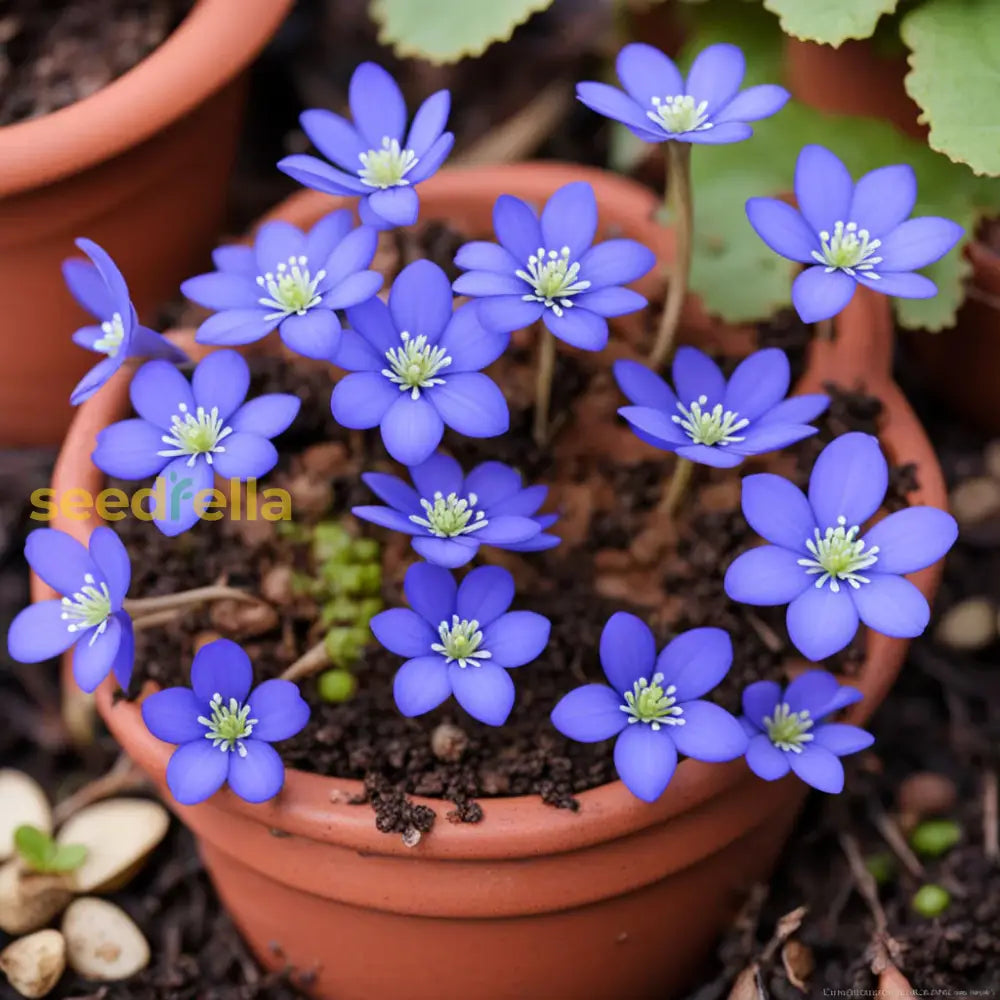 Hepatica Blue Flower Seeds For Planting - Premium Collection