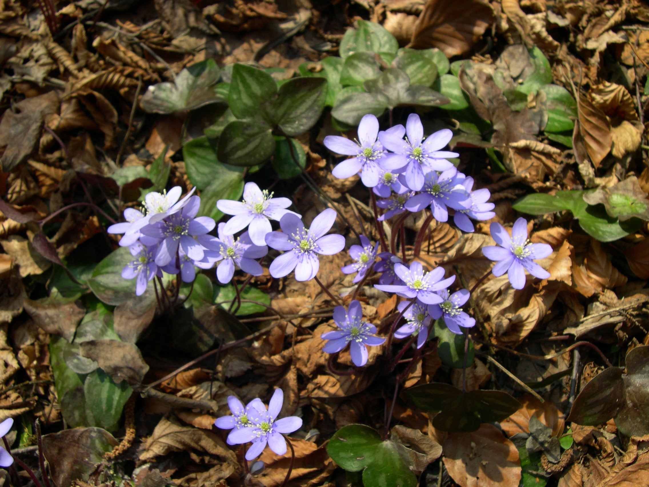 Woodland Hepatica Seedlings Sprouting from Seeds